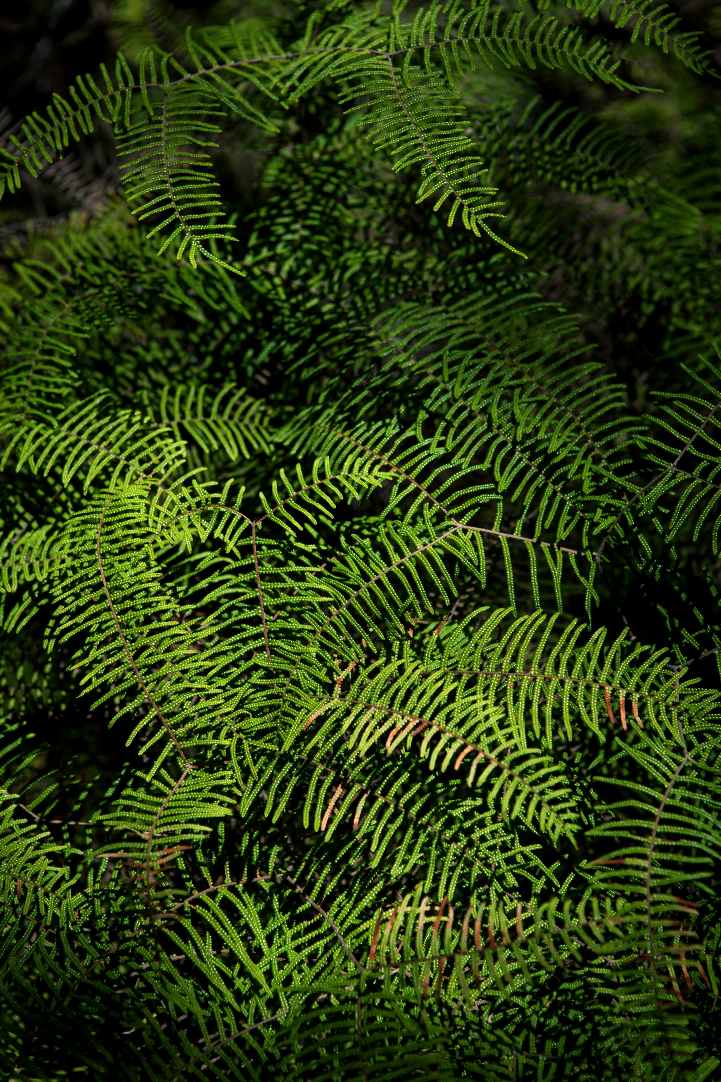 green leafed plant